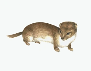Mustela Nivalis Imprime: Common weasel, artwork