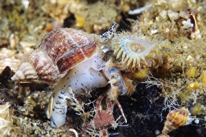 Impresiones de El caracol común de la bocamina (Buccinum undatum). Esta molusco marino comestible puede crecer hasta los once centímetros de longitud. Fue fotografiado en el Mar Blanco, Rusia Imágenes de agosto de 2011: Caracol común
