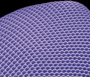 Compound Eye SEM Imprime: Compound eye, SEM