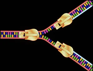 Deoxyribonucleic Acid Imprime: Computer artwork of DNA replication