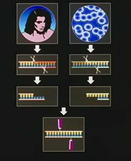Deoxyribonucleic Acid (DNA) Imprime: Computer artwork of genetic engineering process