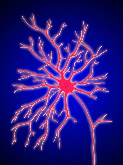 Nerve Impulse Transmission Imprime: Computer artwork of a multipolar nerve cell