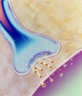 Nerve Synapse Imprime: Computer artwork of a nerve synapse