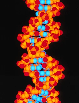Double Helix Model Imprime: Computer artwork of a segment of beta DNA