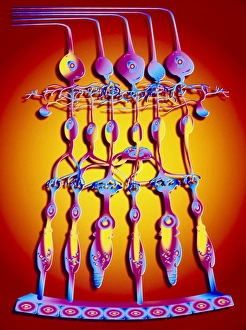 Impresiones de La estructura de la retina: artefacto gráfico informático que muestra la estructura del ojo en el interior responsable por ver. La luz golpea desde arriba Imágenes fechadas en 1995: Artefacto de computadora del estructura de la retina