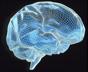 Impresiones de Artefacto de computadora con un modelo en forma de cable del cerebro en esqueleto plano Imágenes de junio de 2002: Artefacto de computadora del modelo en esqueleto de un cerebro