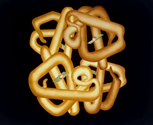 Red Blood Cell Anatomy Imprime: Computer graphics of haemoglobin molecule