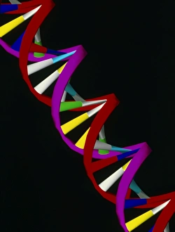 Deoxyribonucleic Acid Imprime: Computer representation of part of a DNA molecule