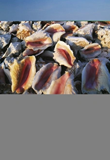 Seashell Images Imprime: Conch shells
