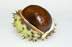 Aesculus Hippocastanum Imprime: Conker
