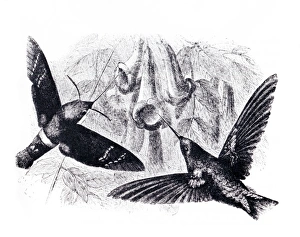 Wild Animal Illustration Imprime: Convergent evolution