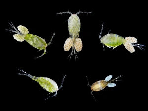Impresiones de Los copepos. Macro fotografías de una selección de copepos (clase Copepoda). Todas, excepto la inferior izquierda, llevan huevos (bolas pequeñas) Imágenes fechadas en enero de 2010: Copepods