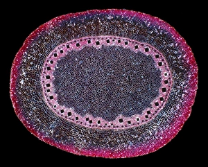Polarised Light Microscopy Imprime: Corn (Zea mays) root, light micrograph