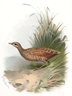 Archibald Thorburn Artwork Imprime: Corncrake, historical artwork