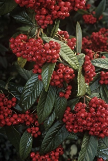 Autumn Foliage Images Imprime: Cotoneaster Cornubia