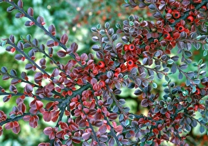 Red Berries In Autumn Imprime: Cotoneaster (Cotoneaster horizontalis)