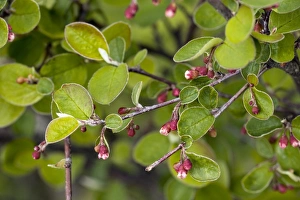 Impresión enmarcada : Cotoneaster integrerrimus Impresión enmarcada : Cotoneaster integrerrimus