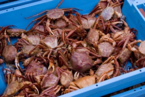 Impresiones de Cangrejos de agua salada en una caja sobre el muelle en un puerto pesquero español Imágenes fechadas en junio de 2010: Cangrejos en la docena de madera