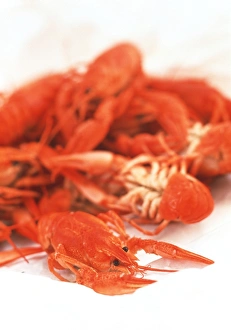 Crustacean Cuisine Recipes Imprime: Crayfish