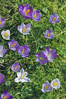 Crocus Flowers Imprime: Crocus sp