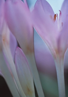 Spring Flowering Plants UK Imprime: Crocuses