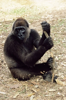 African Primate Conservation Imprime: Cross river gorilla