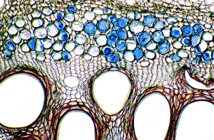 Vascular Bundle Structure Imprime: Cucumber stem, light micrograph