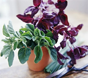 Aromatic Plant Photography Imprime: Culinary herbs
