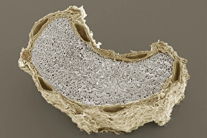 Impresiones de La semilla de comino. Micrografia escaneada por colores (SEM) a través de una sección cruzada en un grano del comino (Cuminum cyminum) Imágenes fechadas en noviembre de 2009: Semilla de comino