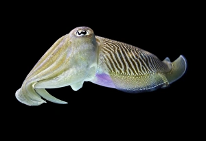 Cuttlefish Underwater Imprime: Cuttlefish
