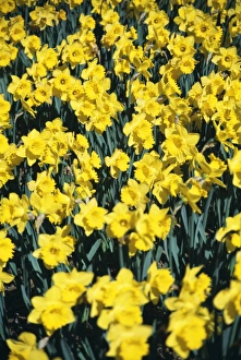 Garden Flowers UK Imprime: Daffodils