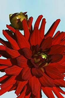 Summer Garden Flowers UK Imprime: Dahlia Apache