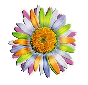 Daisy Flower Imprime: Daisy