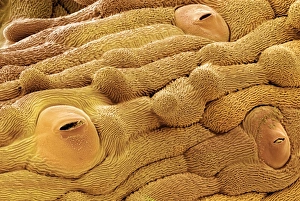 Guard Cells Function Imprime: Daisy leaf surface, SEM