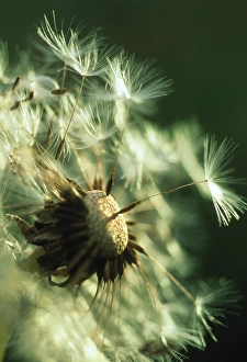 Dandelion Seeds Imprime: Dandelion clock
