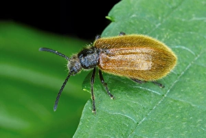 Darkling Beetle Imprime: Darkling beetle on a leaf