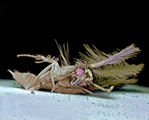 Impresiones de Mota muerta. Imagen de microscopio electrónico coloreada (SEM) de una mota no identificada (orden Lepidoptera) que ha sido matado por el impacto con un farol del capó de un automóvil Imágenes fechadas en septiembre de 2006: Mota muerta, SEM
