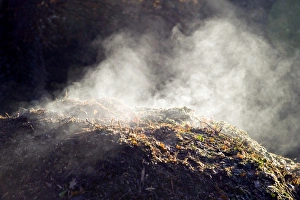 Imágenes de agosto de 2006: Decomposition