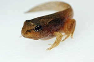 Tadpole Development Imprime: Developing tadpole