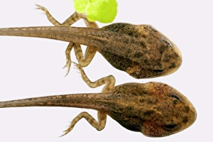 Tadpole Development Imprime: Developing tadpoles