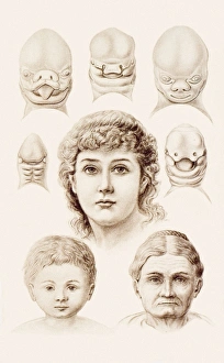 Ernst Haeckel Artwork Imprime: Development of the human face, 1891