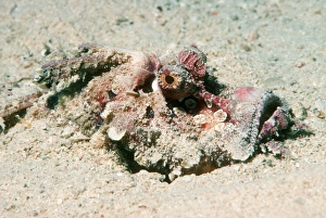 Camouflaged Sea Creatures Imprime: Devilfish