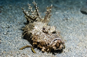 Reef Fish Species Imprime: Devilfish on sand