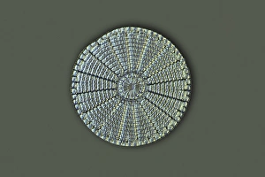 Diátono, micrografía de luz