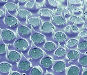 Impresiones de La concha del diatomo. Micrografo de escaneo electronico colorido (SEM) de la concha de una especie Biddulphia sp. diatomas Imágenes fechadas el 24 de febrero de 2011: Concha de diatomo, SEM