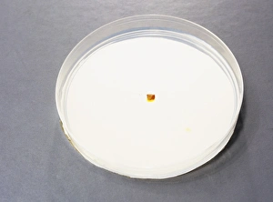 Petri Dish Experiment Imprime: Diffusion in agar