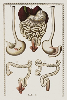 Human Digestive System Organs Imprime: Digestive system
