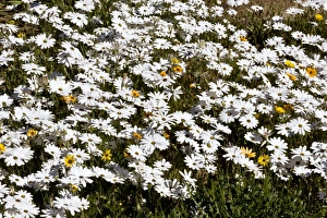 African Botanicals Imprime: Dimorphotheca nudicaulis