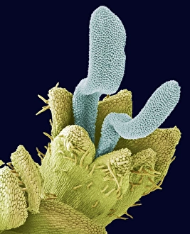 Scanning Electron Micrograph Of Flowers Imprime: Disc floret, SEM