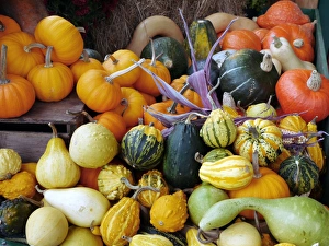 Squash Varieties Imprime: Display of squashes and pumpkins